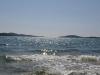 Appartamenti Mira - 20 m from pebble beach: Croazia - Dalmazia - Sibenik - Zaboric - appartamento #2436 Immagine 14