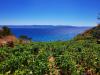 Casa vacanze Smokovlje - sea view and vineyard Croazia - Dalmazia - Isola di Brac - Bol - casa vacanze #7185 Immagine 23